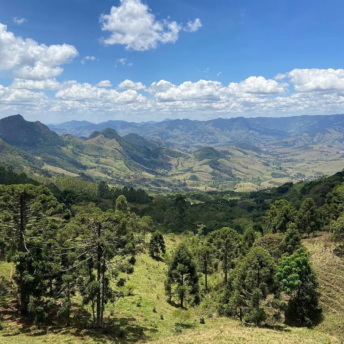 Vale de São Bento visto do Belvedere do Serrano, com araucárias em primeiro plano e as serras em camadas ao fundo